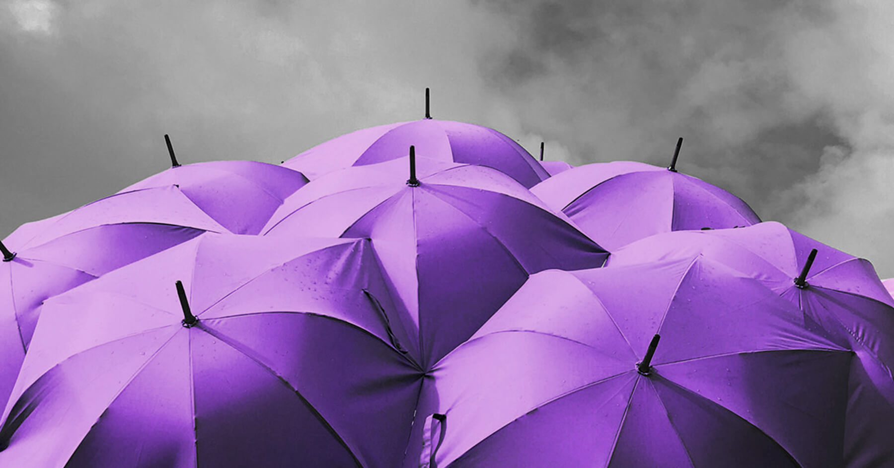 Parapluies violets